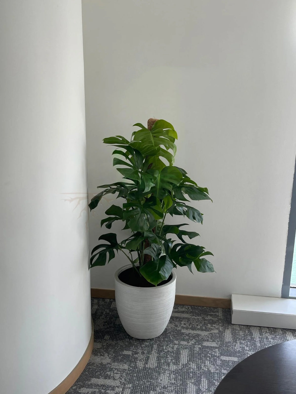 Monstera deliciosa | Indoor Plant