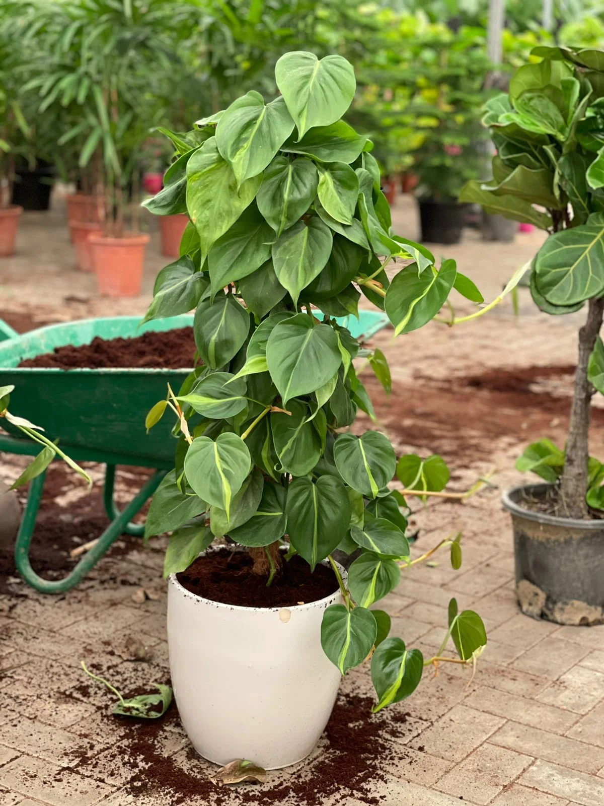 Philodendron Scandens |100-120CM| Indoor Plant