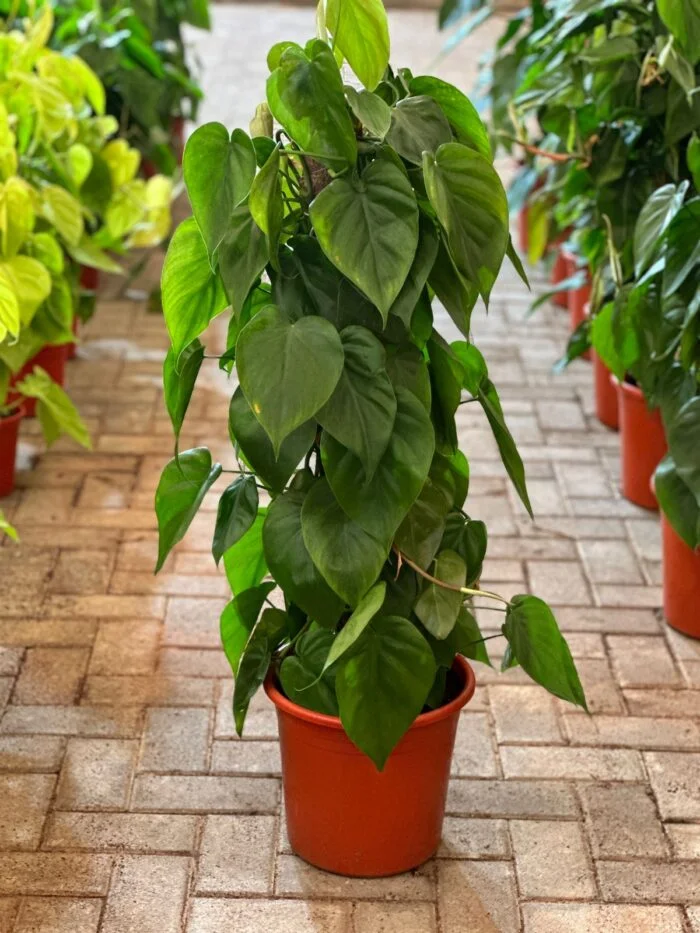 Philodendron Scandens |100-120CM| Indoor Plant