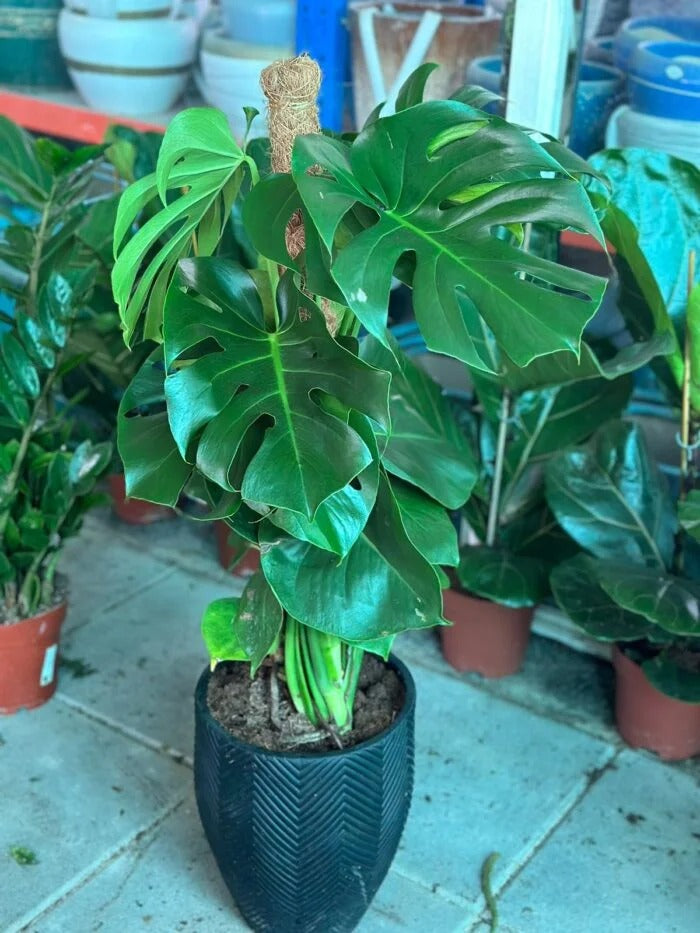 Monstera deliciosa | Indoor Plant