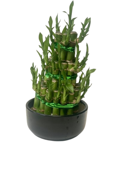 Lucky Bambo 3 Layer