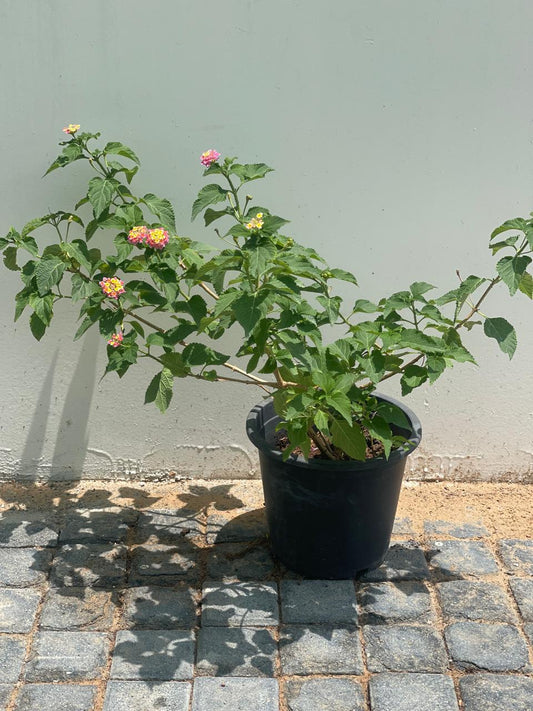 Lantana