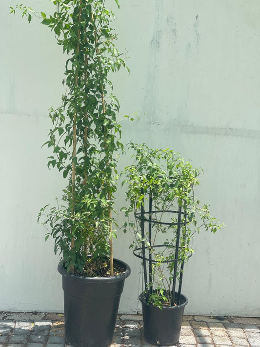Jasmine Climber