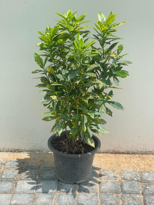 Croton Goldust