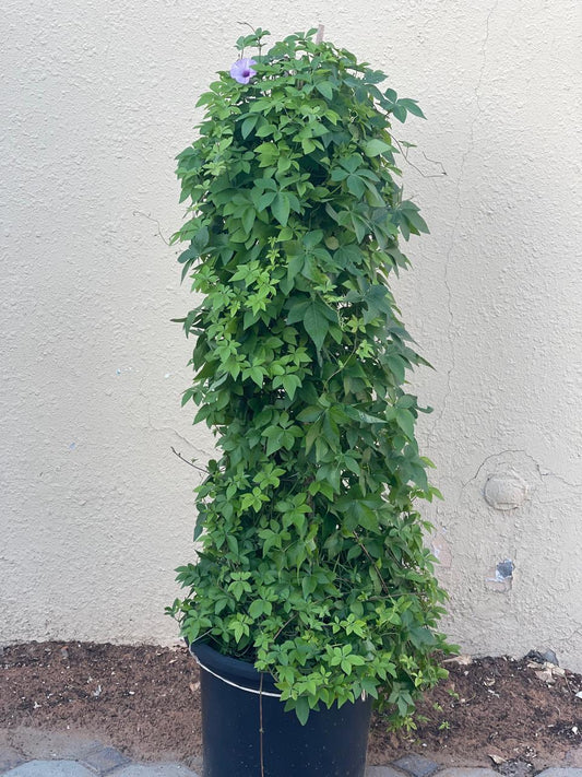 Ipomoea Climber