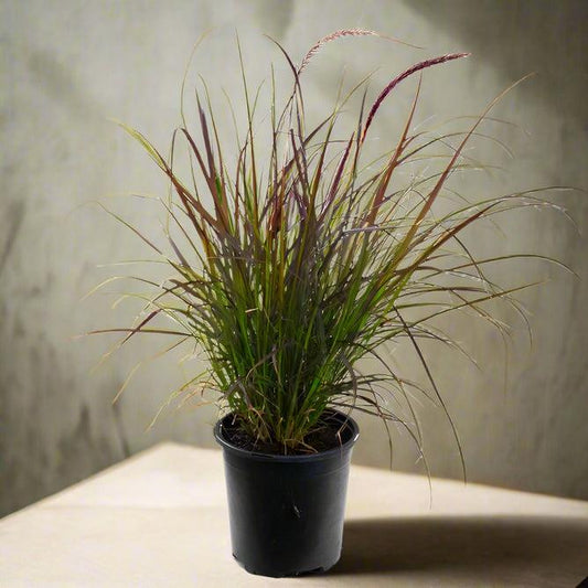 Red Fountain Grass