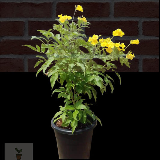 Yellow Bells Tacoma