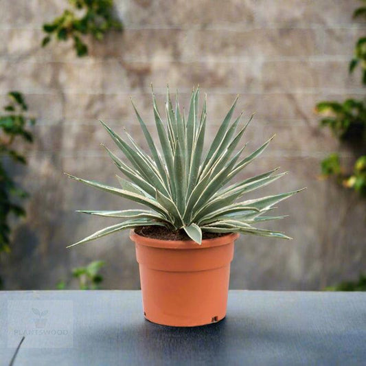 Variegated Agave