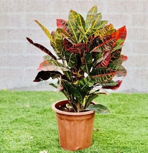 Outdoor Croton