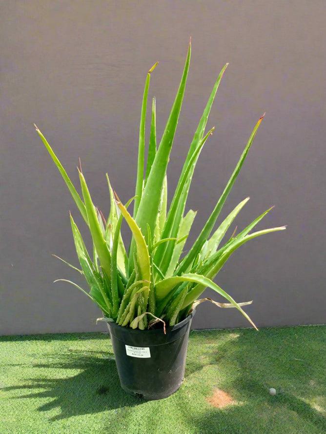 Alovera