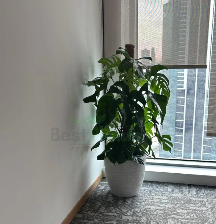 Monstera deliciosa | Indoor Plant
