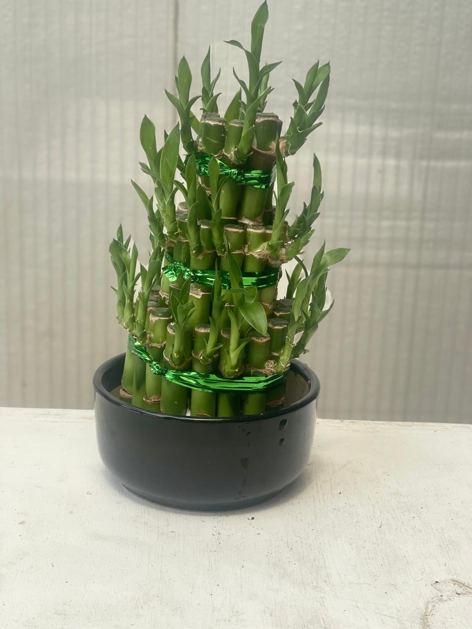 Lucky Bambo 3 Layer
