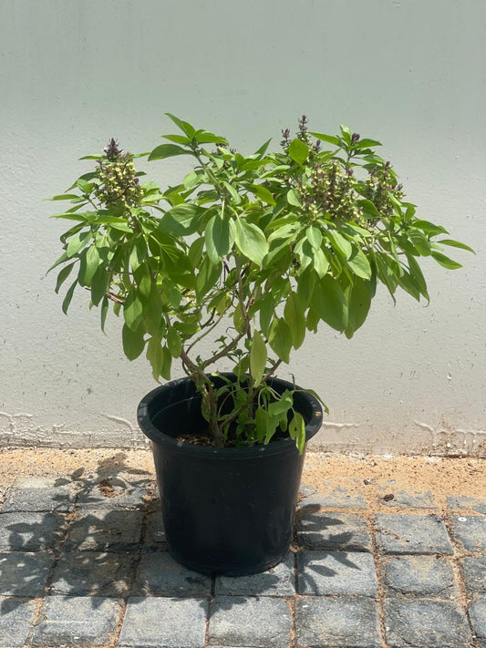 Holy Basil