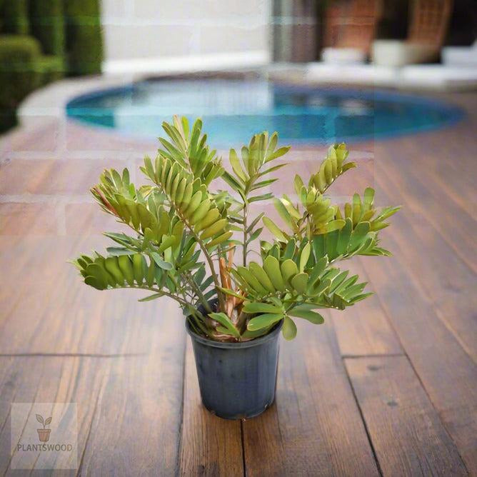 Cardboard Palm